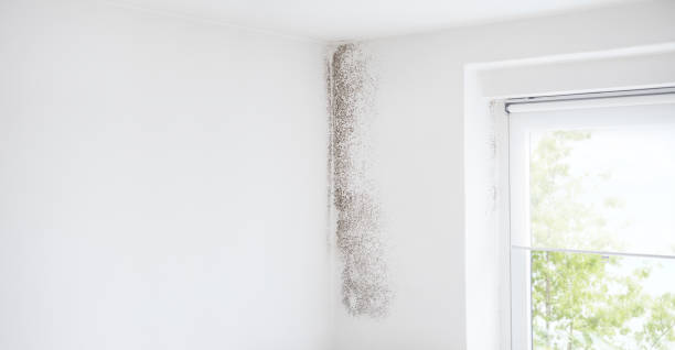 Reliable Jensen Beach, FL Mold Removal Solutions